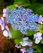 hydrangeas