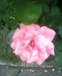 perfect rose