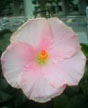 pink fluff