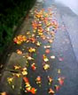 scattered blossoms
