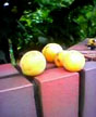 Japanese apricots