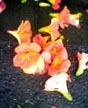 blossoms close up