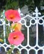 flowers and fence