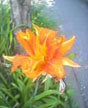 wild orange