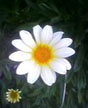perfectwhite
