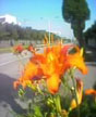 orange contrast