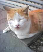 grumpy