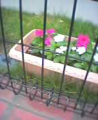 flower zoo