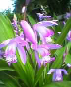 Dragon Flowers