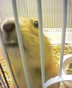 prarie dog pet