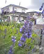 Pretend House