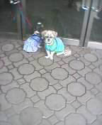 Sad Puppy