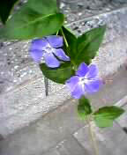 Cornflower Vine