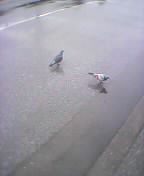 Rainy Pigeons
