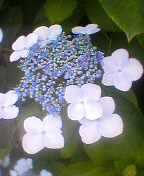 strangehydrangeas
