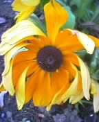 wilted sunflower