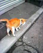 my nekochan