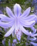 exotic purple