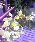 tangled vines