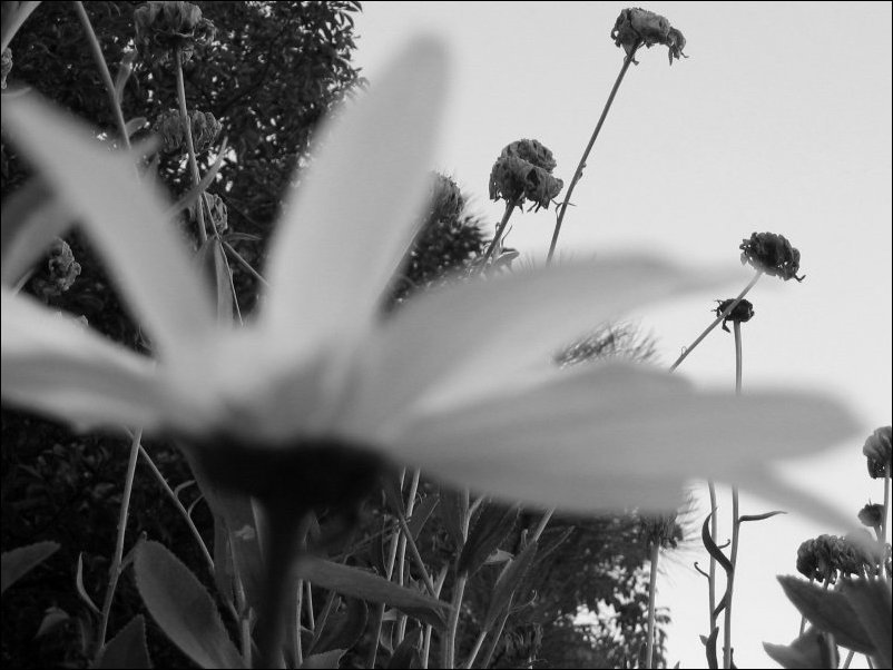 copyright 2003 Sean Enright
