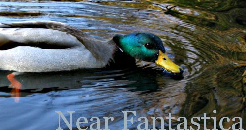 Near Fantastica / Duck, duck, goose