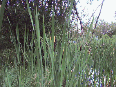 Our Swamp
