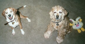The yellow thing is the psychotic Duck/Bunny - Sadie's Easter Present 2003