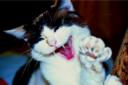 Zorro goes for the camera!