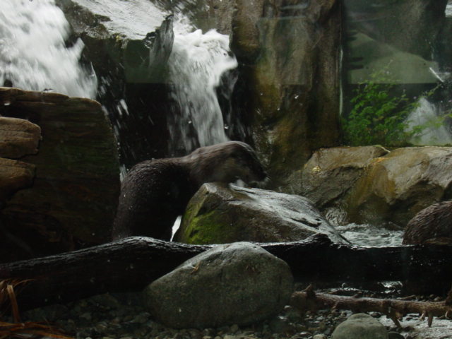 I love watching otters can you tell?