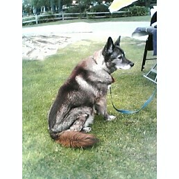 LINK to larger photo of my companion.