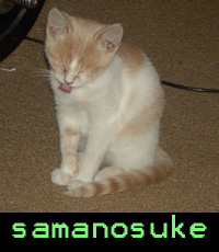 Samo the Cat!
