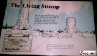 The living stump