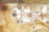 Puppies