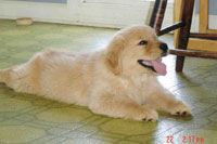 Puppies