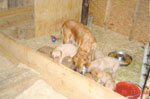 Puppies