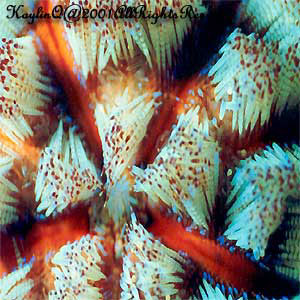 Asthenosoma Ijimai Sp.