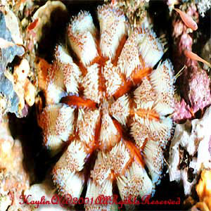 Asthenosoma Ijimai Sp.