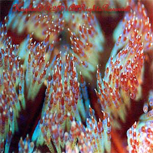 Asthenosoma Ijimai Sp.