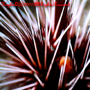 Echinothrix Calamaris Sp.