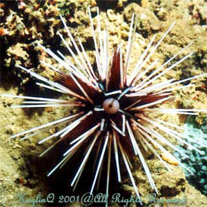 Echinothrix Calamaris Sp.