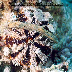 Tripneustes Gratilla Sp.