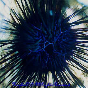 Sea Urchin