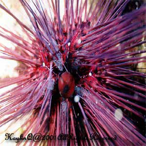 Sea Urchin