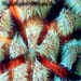 Asthenosoma Ijimai Sp.