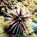 Echinothrix Calamaris Sp.