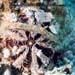 Tripneustes Gratilla Sp.