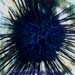 Sea Urchin