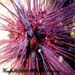Sea Urchin