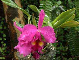 Orchid&eacute;e rose