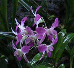 Orchid&eacute; mauve
